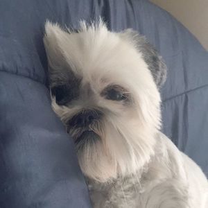 Meet your Posher, Alice